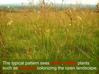 The typical pattern sees  small ,  hardy  plants such as  grasses  colonizing the open landscape. 