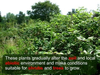 These plants gradually alter the  soil  and local  abiotic  environment and make conditions suitable for  shrubs  and  trees  to grow. 