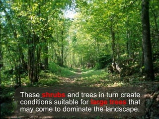 These  shrubs  and trees in turn create conditions suitable for  large trees  that may come to dominate the landscape. 