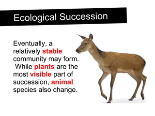 Ecological Succession Eventually, a relatively  stable  community may form.  While  plants  are the most  visible  part of succession,  animal  species also change. 