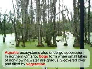 Aquatic  ecosystems also undergo succession.  In northern Ontario,  bogs  form when small lakes of non-flowing water are gradually covered over and filled by  vegetation . 