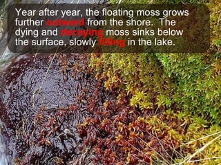 Year after year, the floating moss grows further  outward  from the shore.  The dying and  decaying  moss sinks below the surface, slowly  filling  in the lake. 