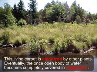 This living carpet is  colonized  by other plants.  Eventually, the once open body of water becomes completely covered in  vegetation . 
