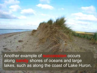Another example of  succession  occurs along  sandy  shores of oceans and large lakes, such as along the coast of Lake Huron.  