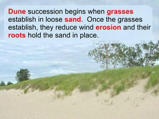 Dune  succession begins when  grasses  establish in loose  sand .  Once the grasses establish, they reduce wind  erosion  and their  roots  hold the sand in place.  
