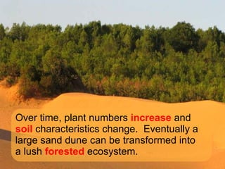 Over time, plant numbers  increase  and  soil  characteristics change.  Eventually a large sand dune can be transformed into a lush  forested  ecosystem.  