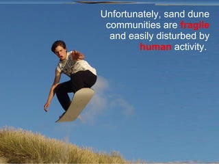Unfortunately, sand dune communities are  fragile  and easily disturbed by  human  activity.  