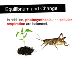Equilibrium and Change In addition,  photosynthesis  and  cellular respiration  are balanced.  