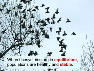 When ecosystems are in  equilibrium , populations are healthy and  stable . 