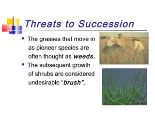 Threats to Succession
 The grasses that move in
as pioneer species are
often thought as weeds.
 The subsequent growth
of shrubs are considered
undesirable “brush”.
 