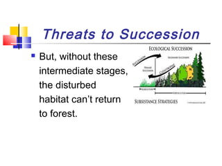 Threats to Succession
 But, without these
intermediate stages,
the disturbed
habitat can’t return
to forest.
 