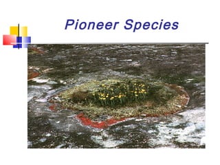 Pioneer Species
 