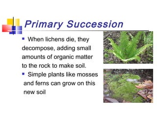 Primary Succession
 When lichens die, they
decompose, adding small
amounts of organic matter
to the rock to make soil.
 Simple plants like mosses
and ferns can grow on this
new soil
 