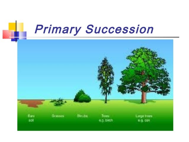 Primary ecological succession