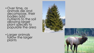 • Over time, as
animals die and
decompose, their
bodies add
nutrients to the soil
allowing larger
plant species to
populate the area
• Larger animals
follow the larger
plants
 