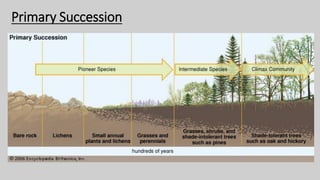 Primary Succession
 