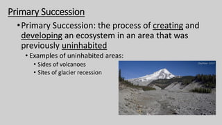 Primary Succession
•Primary Succession: the process of creating and
developing an ecosystem in an area that was
previously uninhabited
• Examples of uninhabited areas:
• Sides of volcanoes
• Sites of glacier recession
 