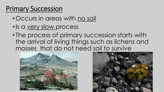 Primary Succession
•Occurs in areas with no soil
•Is a very slow process
•The process of primary succession starts with
the arrival of living things such as lichens and
mosses that do not need soil to survive
 