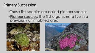 Primary Succession
• These first species are called pioneer species
• Pioneer species: the first organisms to live in a
previously uninhabited area
 