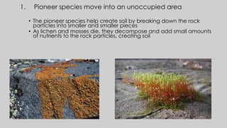 1. Pioneer species move into an unoccupied area
• The pioneer species help create soil by breaking down the rock
particles into smaller and smaller pieces
• As lichen and mosses die, they decompose and add small amounts
of nutrients to the rock particles, creating soil
 