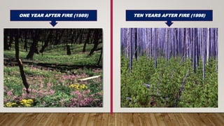 Ecological succession | PPTX