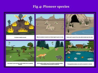Fig 4: Pioneer species
 
