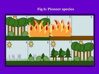 Fig 6: Pioneer species
 