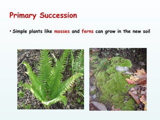 Primary Succession
• Simple plants like mosses and ferns can grow in the new soil
 