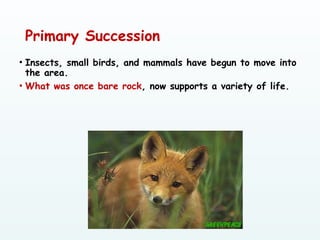 Primary Succession
• Insects, small birds, and mammals have begun to move into
the area.
• What was once bare rock, now supports a variety of life.
 