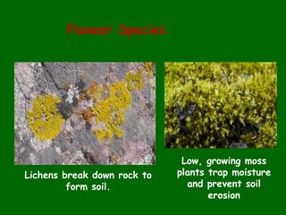 Pioneer Species
Lichens break down rock to
form soil.
Low, growing moss
plants trap moisture
and prevent soil
erosion
 