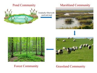 Pond Community Marshland Community
Grassland Community
Forest Community
Gradually filled with
sand and mud
 