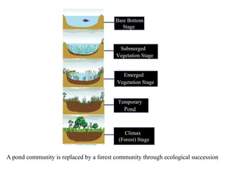 A pond community is replaced by a forest community through ecological succession
 