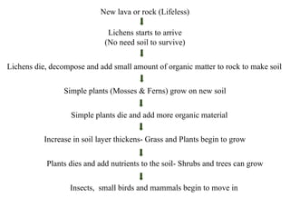 New lava or rock (Lifeless)
Lichens starts to arrive
(No need soil to survive)
Simple plants (Mosses & Ferns) grow on new soil
Lichens die, decompose and add small amount of organic matter to rock to make soil
Simple plants die and add more organic material
Increase in soil layer thickens- Grass and Plants begin to grow
Plants dies and add nutrients to the soil- Shrubs and trees can grow
Insects, small birds and mammals begin to move in
 