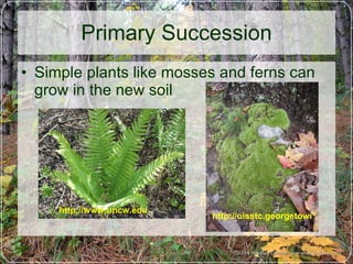 Primary Succession Simple plants like mosses and ferns can grow in the new soil  http://uisstc.georgetown.edu   http://www.uncw.edu   