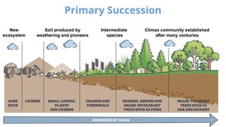 Ecological Succession Primary and Secondary Succession | PPTX