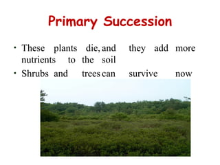 Primary Succession
• These plants die, and they add more
nutrients to the soil
• Shrubs and treescan survive now
 