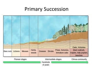 6/5/03 M-DCC / PCB 2340C 20
Primary Succession
 