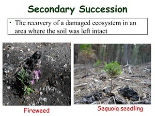 Secondary Succession
• The recovery of a damaged ecosystem in an
area where the soil was left intact
Sequoia seedlingFireweed
 