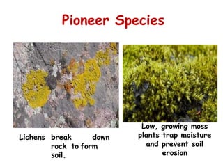 Pioneer Species
Lichens break down
rock to form
soil.
Low, growing moss
plants trap moisture
and prevent soil
erosion
 