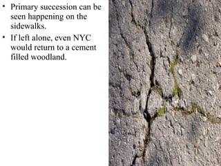 • Primary succession can be
seen happening on the
sidewalks.
• If left alone, even NYC
would return to a cement
filled woodland.
 