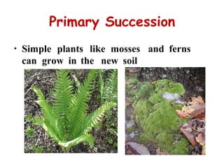 Primary Succession
• Simple plants like mosses and ferns
can grow in the new soil
 