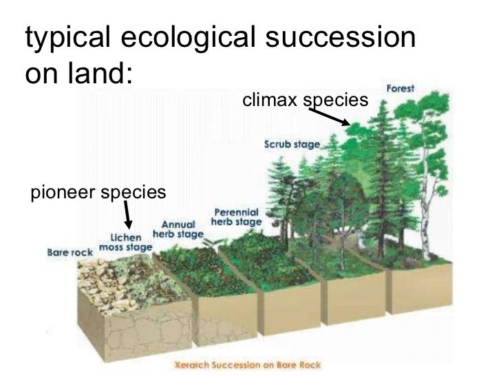 Pictures Of Ecological Succession 9