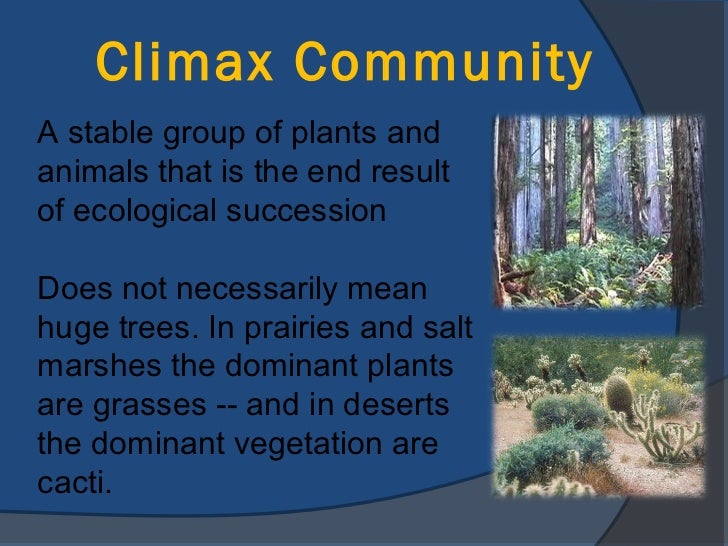 Ecological Succession and Community Interactions