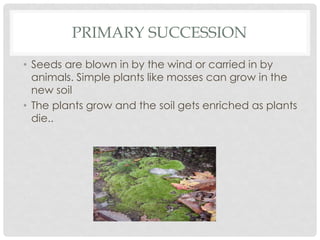 PRIMARY SUCCESSION
• Seeds are blown in by the wind or carried in by
animals. Simple plants like mosses can grow in the
new soil
• The plants grow and the soil gets enriched as plants
die..
 