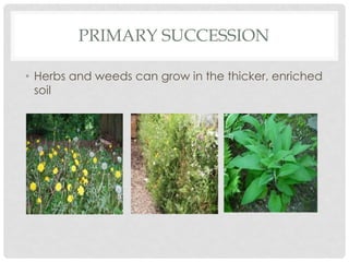 PRIMARY SUCCESSION
• Herbs and weeds can grow in the thicker, enriched
soil
 
