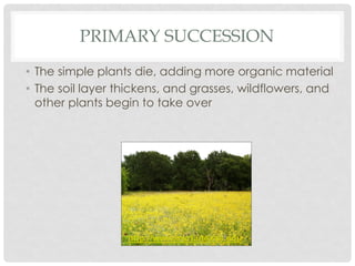 PRIMARY SUCCESSION
• The simple plants die, adding more organic material
• The soil layer thickens, and grasses, wildflowers, and
other plants begin to take over
http://www.cwrl.utexas.edu
 