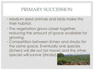 PRIMARY SUCCESSION
• Medium sized animals and birds make this
their habitat.
• The vegetation grows closer together,
reducing the amount of space available for
growing.
• Competition between lichen and shrubs for
the same space. Eventually one species
(lichen) will die out (or move) and the other
species will survive (shrubs).
 