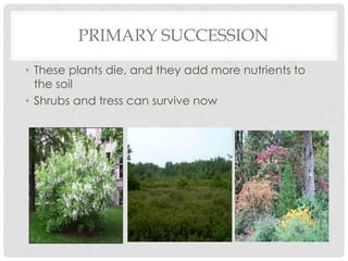 PRIMARY SUCCESSION
• These plants die, and they add more nutrients to
the soil
• Shrubs and tress can survive now
 