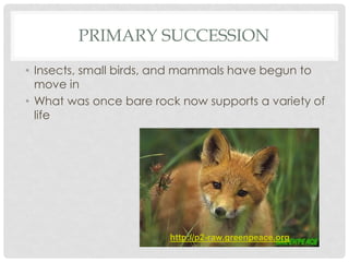PRIMARY SUCCESSION
• Insects, small birds, and mammals have begun to
move in
• What was once bare rock now supports a variety of
life
http://p2-raw.greenpeace.org
 