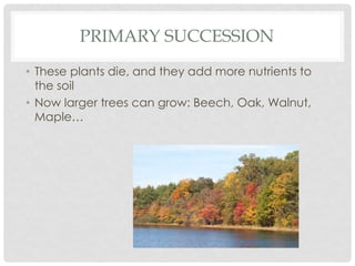 PRIMARY SUCCESSION
• These plants die, and they add more nutrients to
the soil
• Now larger trees can grow: Beech, Oak, Walnut,
Maple…
 